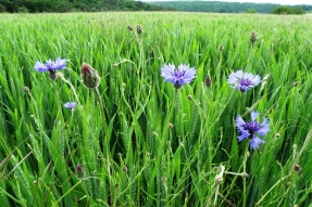 Le Parc national de forêts déploie sa marque Esprit-parc national - forêts pour les céréales et oléoprotéagineux 